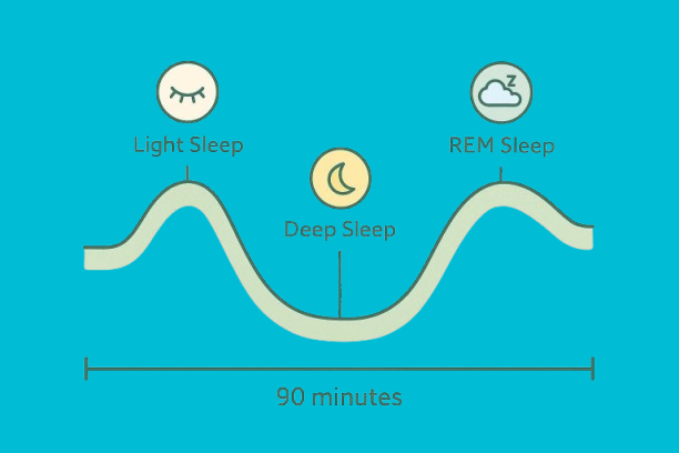 90-minute sleep cycle
