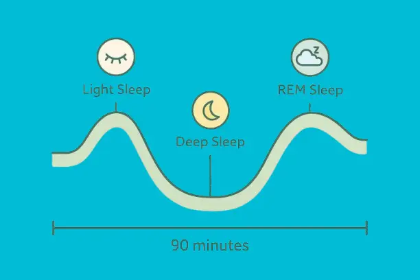 90-minute sleep cycle